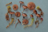 Entoloma caliginosum image