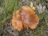 Russula mutabilis image