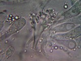 Campanella vinosolivida image