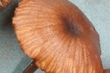 Entoloma caliginosum image
