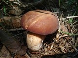 Xanthoconium purpureum image