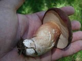 Xanthoconium purpureum image