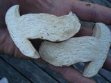 Xanthoconium purpureum image