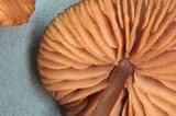 Entoloma caliginosum image