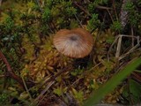 Entoloma caliginosum image