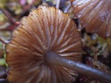 Entoloma caliginosum image