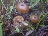 Entoloma caliginosum image