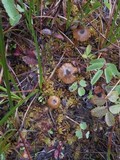 Entoloma caliginosum image
