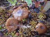 Entoloma caliginosum image