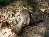 Pluteus atromarginatus image