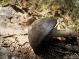 Pluteus atromarginatus image