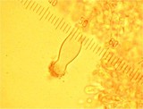 Strobilurus stephanocystis image