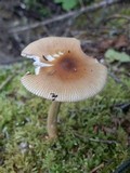 Amanita amerifulva image