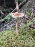 Amanita amerifulva image