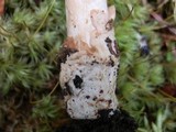 Amanita amerifulva image