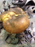 Cantharellus lewisii image
