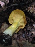 Cantharellus lewisii image