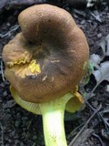 Cantharellus lewisii image