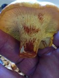 Cantharellus lewisii image