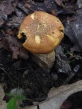 Cantharellus lewisii image