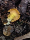 Cantharellus lewisii image