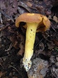 Cantharellus lewisii image