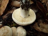 Lactarius azonites image