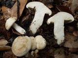 Lactarius azonites image