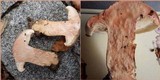 Lactarius azonites image