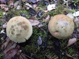 Boletus queletii image