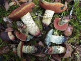 Boletus queletii image