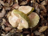 Boletus roseoalbidus image