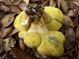 Boletus roseoalbidus image