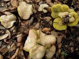 Boletus roseoalbidus image