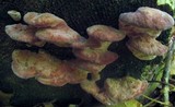 Rhodofomes cajanderi image