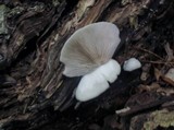 Crepidotus applanatus image