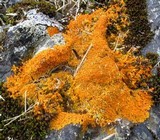 Xanthoria elegans image