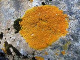 Xanthoria elegans image