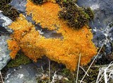 Xanthoria elegans image