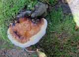 Fomitopsis mounceae image