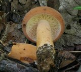 Lactarius volemus image