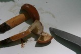 Lactarius volemus image