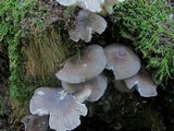 Megacollybia rodmanii image