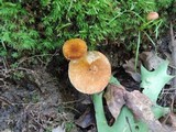 Gyroporus castaneus image