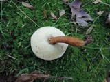 Gyroporus castaneus image