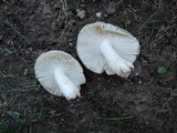 Russula modesta image