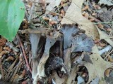 Cantharellus cinereus image