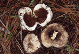 Gastropila fumosa image