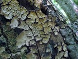 Xylobolus frustulatus image