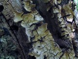 Xylobolus frustulatus image